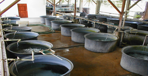 aquaculture wet laboratory at the ima constructed in 1984 to1985