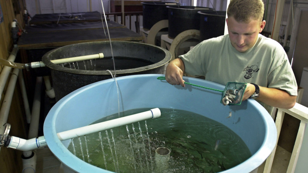 **ADVANCE FOR MONDAY, JULY 29** Humboldt State University student Mike Shoemaker inspects some of the six-month old trout fingerlings that are being raised at the Arcata Wastwater Aquaculture Project in Arcata, Calif., July 22, 2002. The young steelhead and cut-throat trout are raised in several indoor tanks filled with chlorine treated wastewater that has been mixed with salt water from Humboldt Bay. When they get larger they are put into larger outdoor ponds until they are old enough to be releasedin the wild. (AP Photo/Rich Pedroncelli).